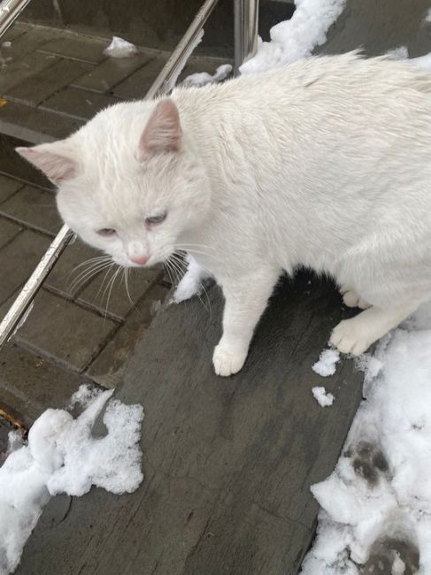 Котик пол года скитался у магазина. Днем сидел у порога, ночью куда то уходил, начались холода, добрая девушка..