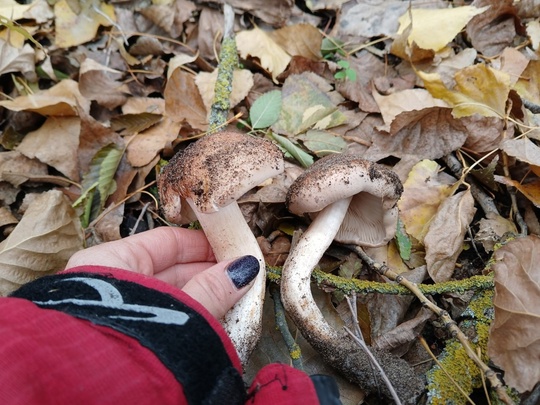 🍄 Грибники из Ростовской области, делитесь своими «трофеями». А вы уже ходили за грибами в этом сезоне?..