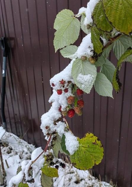 🗣Нижегородцы продолжают хвастаться морозным урожаем..