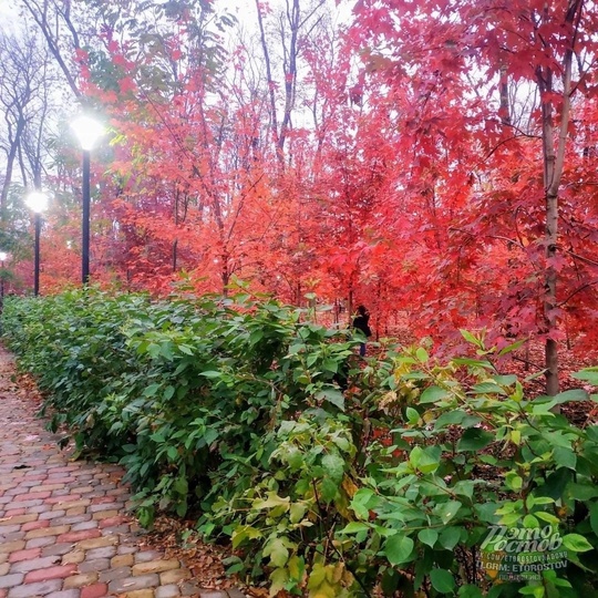 🍁Красные клёны в парке Осеннем на..