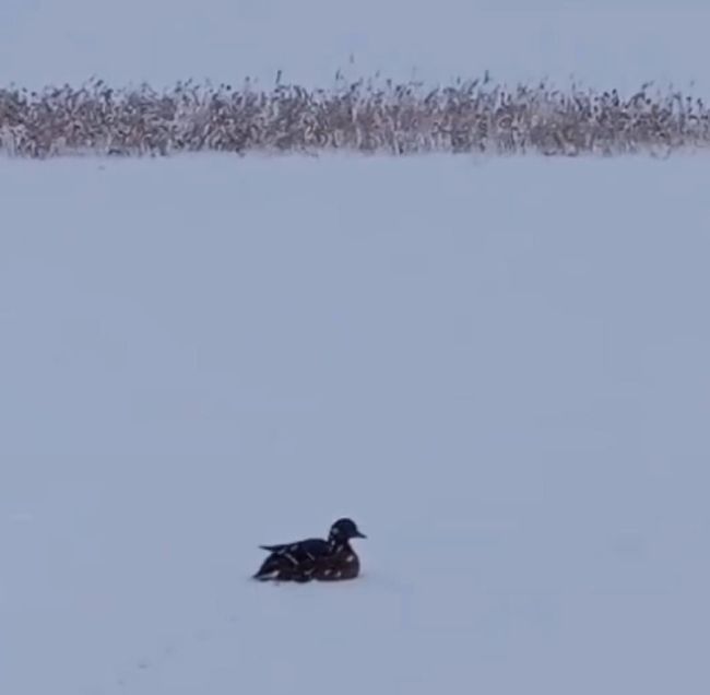 В Карасуке спасли двух замерзающих уток

На одном из водоемов Карасука жители заметили оставшуюся на льду..