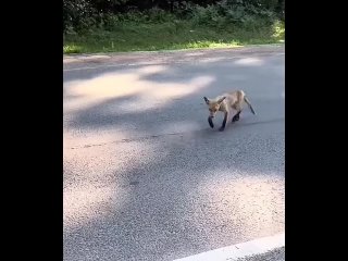 На бульваре Победы лиса ищет ворону, чтоб отжать у нее кусочек..