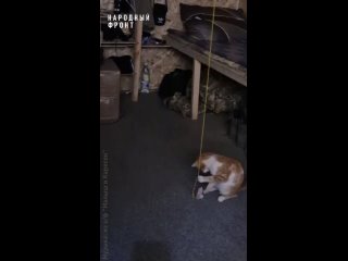 Красноярец приютил уже третьего котенка в зоне СВО 🐈

У бойца с позывным «Эгоист» уже есть два хвостатых..