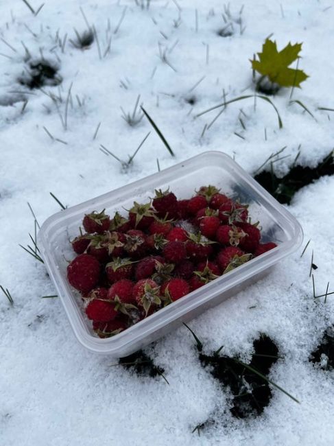 🗣Нижегородцы продолжают хвастаться морозным урожаем..