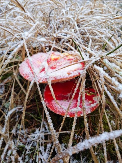 🍄‍В этом году сезон грибов не закончится! 
 
Они радуют грибников даже в такую погоду. 
 
И помните, всегда..