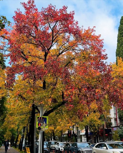 Осень на улицах Сочи🍁

Фото..