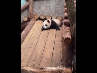 🐼Отвлекаемся немного от дел и смотрим, как быстро растут чужие..