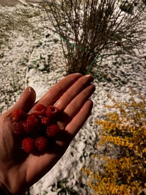 🗣Нижегородцы продолжают хвастаться морозным урожаем..