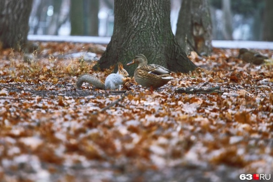 🦆 Массовое нашествие уток в парке..