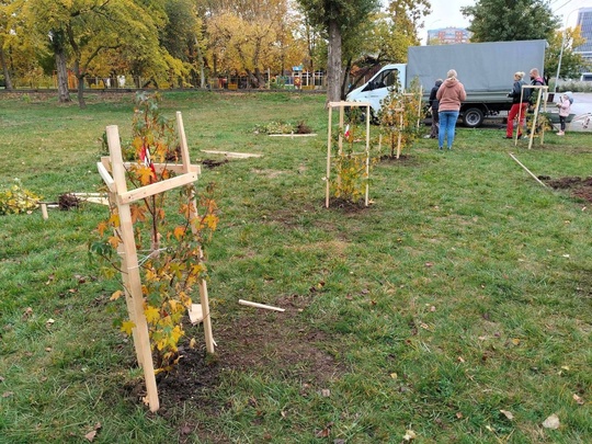 В «Солнечном острове» посадили ликвидамбары 
 
Ликвидамбар - это красивое листопадное дерево с..