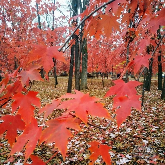 🍁Красные клёны в парке Осеннем на..