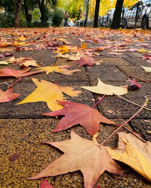 Осень на улицах Сочи🍁

Фото..