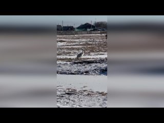 В Башкирском селе поселился пеликан 
 
В селе Ахуново Учалинского района обнаружен пеликан. Сидит..