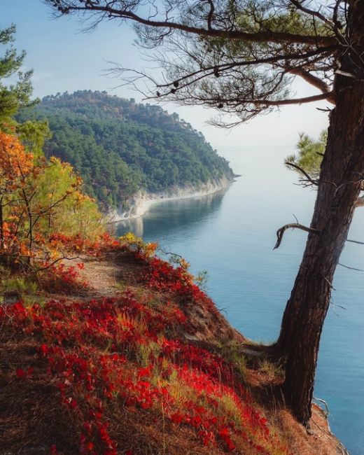 Квинтэссенция осени на Черноморском побережье 😍

Фото..