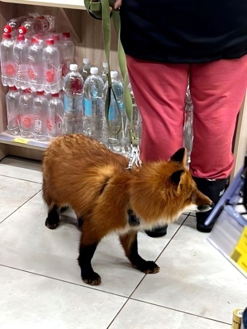 В Волгограде в одном из супермаркетов встретили «домашнюю» лисичку! 🦊

Впрочем, что здесь необычного?..