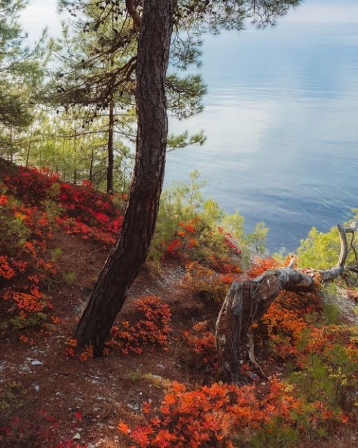 Квинтэссенция осени на Черноморском побережье 😍

Фото..