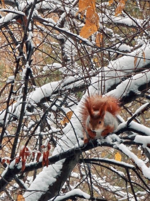 Сегодня в парке..