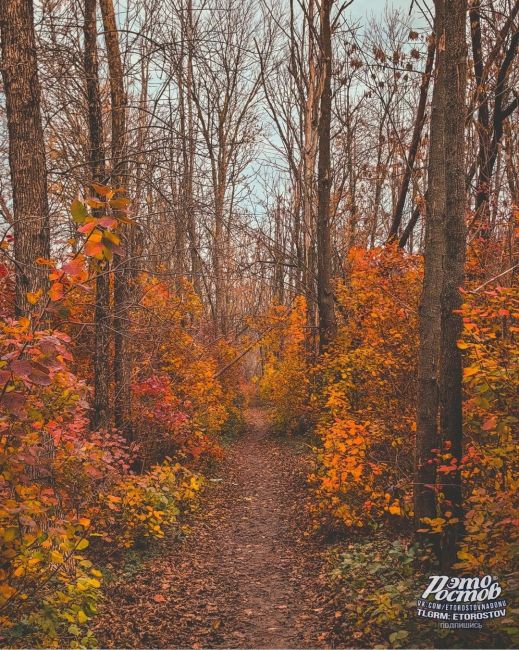 🍂 Οceнь в Τeмepницκοй pοщe. Бeлοчκи зaпacaютcя нa..