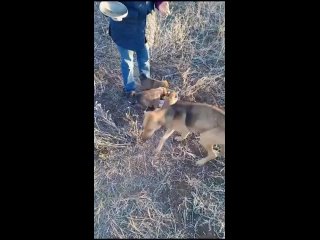 В Ростовской области собака вышла на трассу, чтобы спасти щенят

Собачку и шесть щенков оставили без еды и..