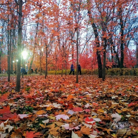 🍁Красные клёны в парке Осеннем на..