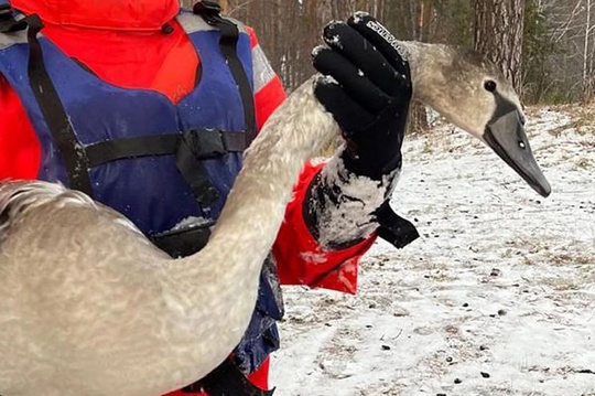 🦢 В Кыштыме спасли раненого лебедя.

Стая из двенадцати белых птиц остановилась на отдых на Дехановом пруду,..