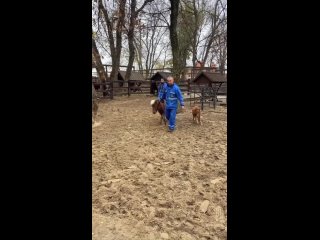 Новорожденному жеребенку из парка Лога дали имя - Матрена!

Какая быстрая и..