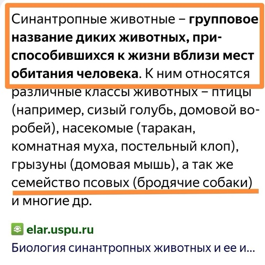 На Кирова у Галёрки бегает стая бездомных собак🤯

Новости без цензуры (18+) в нашем телеграм-канале..