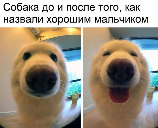 🐕 Сегодня, 23 ноября, еще отмечается Пpaздник coбaк и дoбpoты.

Давайте поздравим наших любимых четвероногих!..