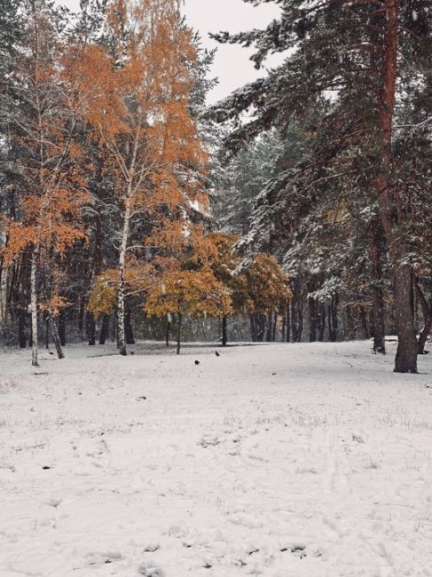 Сегодня в парке..