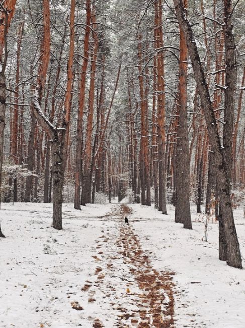 Сегодня в парке..