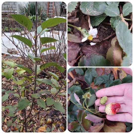 Тем временем в Волгограде шло 91-е сентября, а по городу скакали жабы... 🍂🐸🍂

А если серьезно, откуда она..