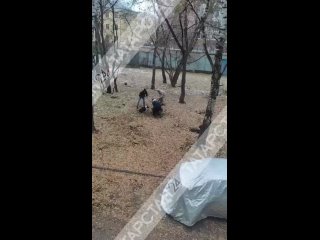 🔞Видео не для слабонервных! В Казани бойцовские собаки растерзали овчарку на глазах у местных жителей...