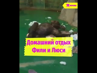 А как вы проводите последний день рабочей недели? Вот Филя и Люся, например, отдыхают, не зная хлопот. Нет..