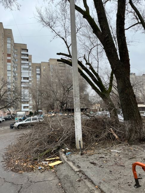 На сухие ветки, валяющиеся на Волкова, 10, жалуются местные жители. Читательница рассказывает, что ждали год,..