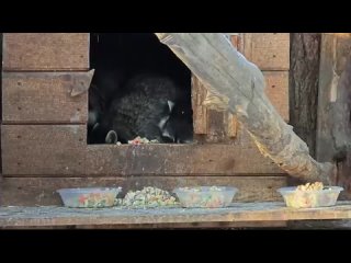 🗣️ Вы только начинаете нарезать салатики, а еноты из Барнаульского зоопарка уже вовсю угощаются..