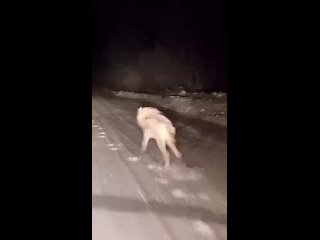 В Усть-Таркском районе, неподалёку от деревни Родькино, была замечена стая волков.

Хищники не обратили..