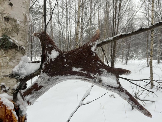 🗣️ Во время утренней прогулки собака нижегородки нашла шикарные рога лося

Фото: Ирина..