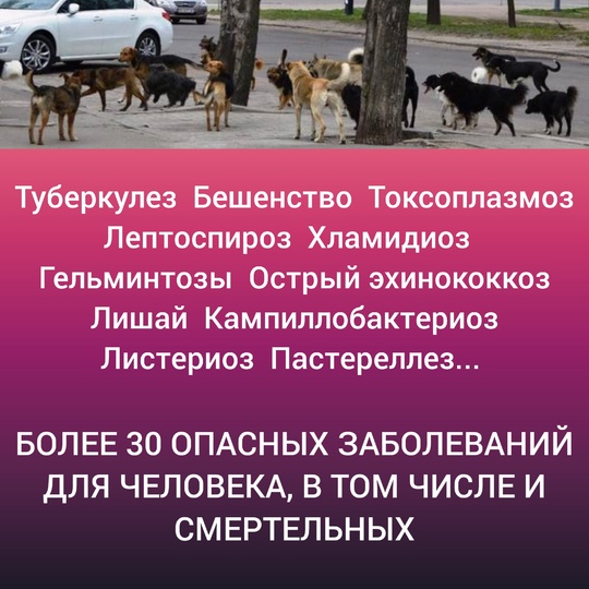 В микрорайоне Амур-2 большая проблема с бродячими собаками, которые остаются после строек. И зачем то их еще..