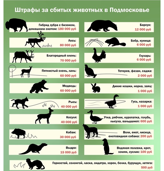 ‼️Лиса погибла под колесами самолета в Большом Савино

Инцидент произошел вечером 20 декабря. Самолет..