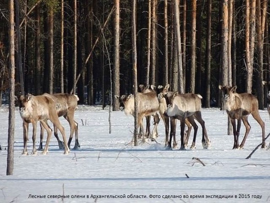 🦌 В Керженском заповеднике появится новый вид северных оленей. 
 
Сотрудники заповедника отправились в..