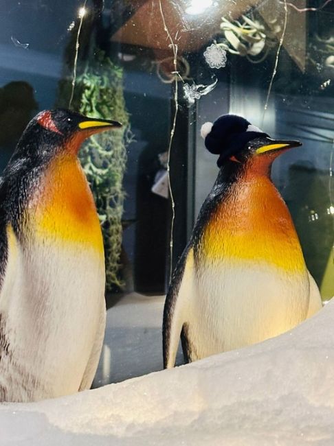 что-то на милом❄🐦 
 
вот таких забавных пингвинчиков можно встретить в Нижнем 
 
Алексеевская,..