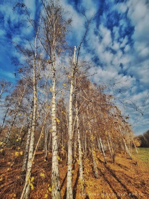 Берёзовая роща в пригороде Ростова-на-Дону. 

Фото: Марина..