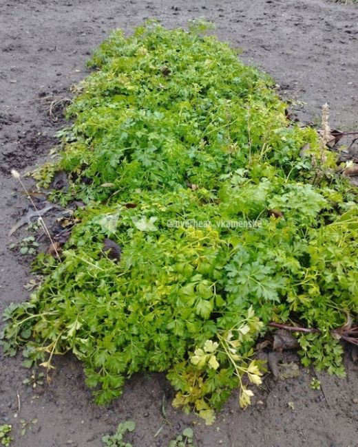 В Каменске к новогоднему столу выросла..