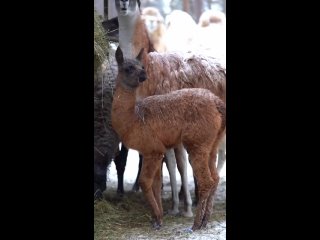 В Новосибирском зоопарке родилась малышка-лама

Когда малышка окрепла, им открыли выход в уличный вольер,..