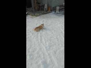 Мы узнали, что сегодня День домашних животных... С праздником! 

Мы решили не упускать эту возможность и ждём..