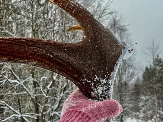 🗣️ Во время утренней прогулки собака нижегородки нашла шикарные рога лося

Фото: Ирина..