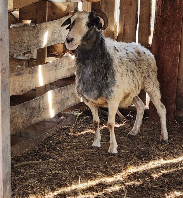 🐑28 баранов украли в Новосибирской области 

Похитителя кудрявых животных нашли и задержали. Им оказался..