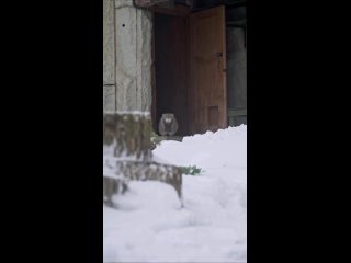 Тимоша явно не рад снегу.

Манул отказался от прогулки и вернулся в свой..