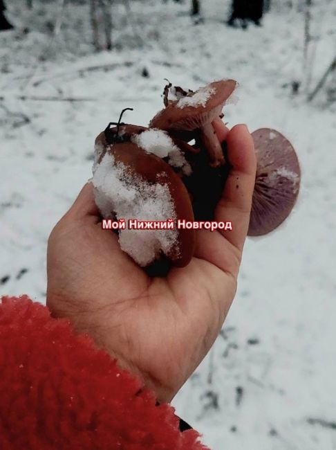 🍄‍🟫 Несмотря на снег и морозы, нижегородцы не перестают собирать..