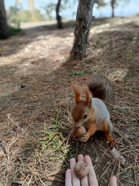 Миленькая обитательница Мамаева кургана! 🐿❤

А к вам когда-нибудь приходила белочка?..